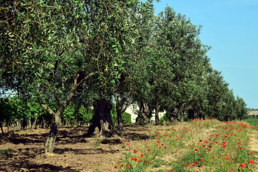 meilleure huile d’olive