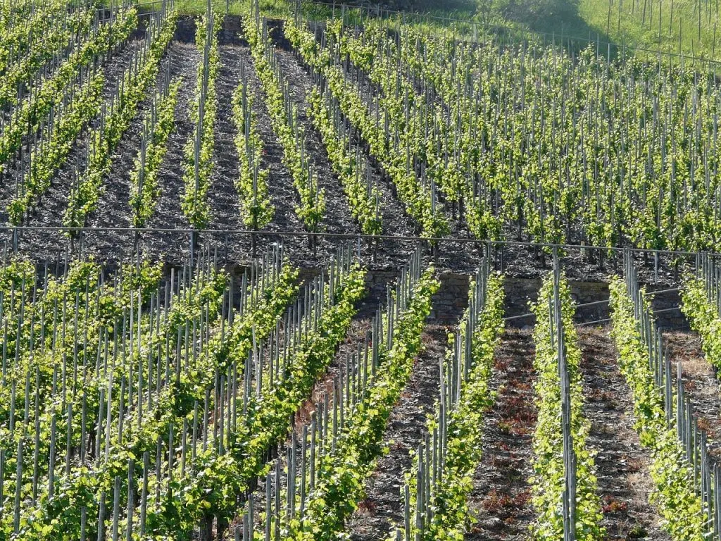 Quels sont les conseils et astuces pour bien investir dans le vin ?