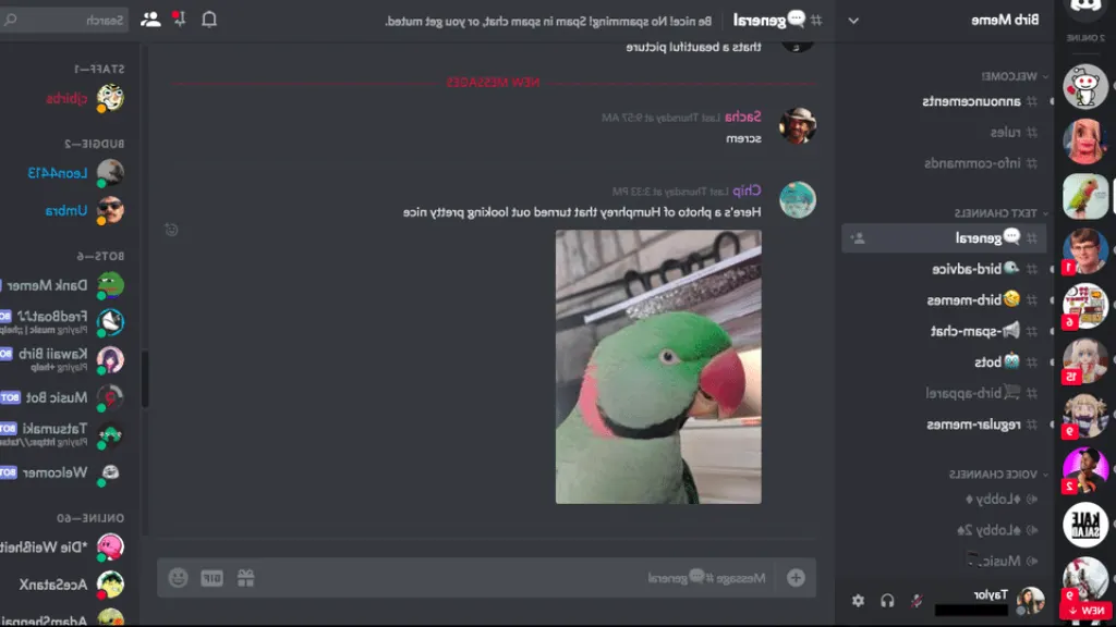 Comment avoir beaucoup de personnes sur son serveur Discord ? [month] [year]