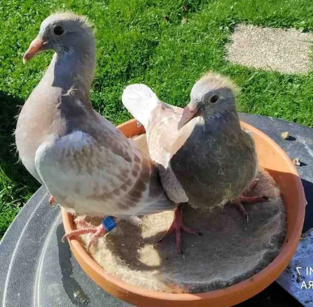 Comment communiquer avec les pigeons ?