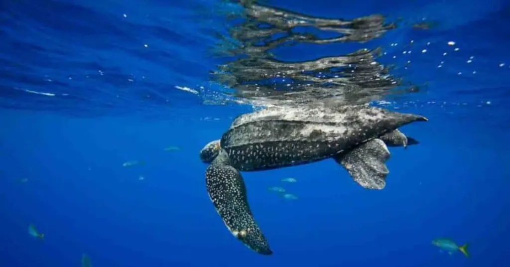 Comment devenir conseillère Captain Tortue ?
