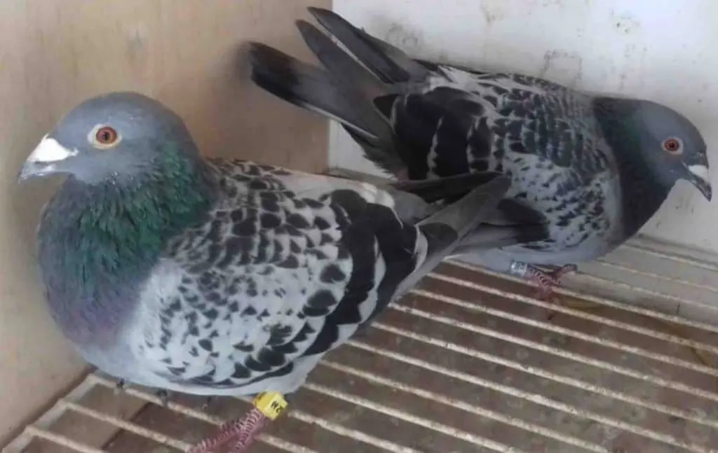 Comment rassurer un pigeon ?