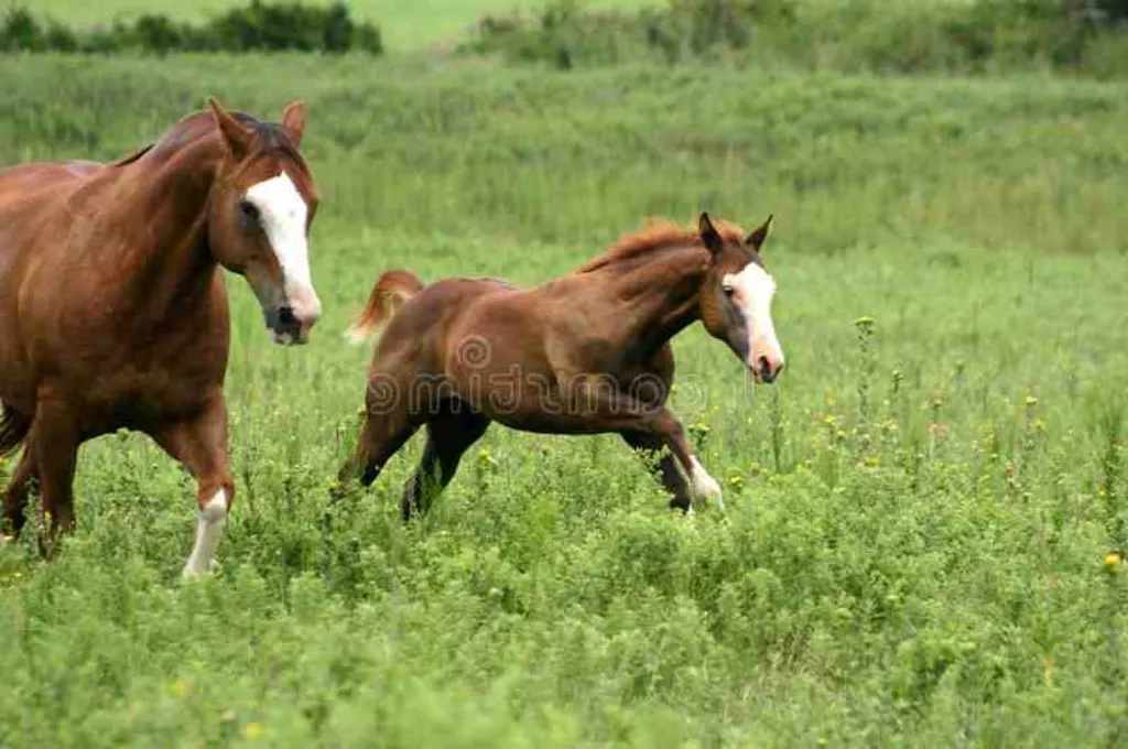 Comment savoir quel galop on a ? [month] [year]