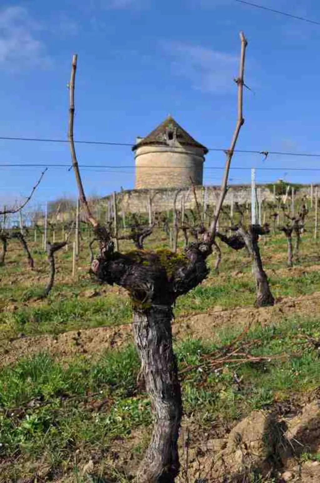 Pourquoi travailler dans les vignes ?