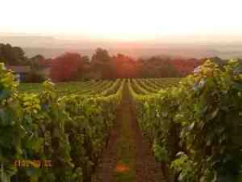 Pourquoi un pied de vigne ne donne pas de raisin ?
