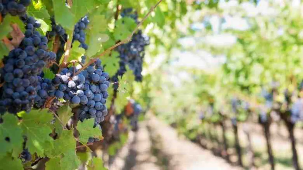 Quand faire le rognage des vignes ?