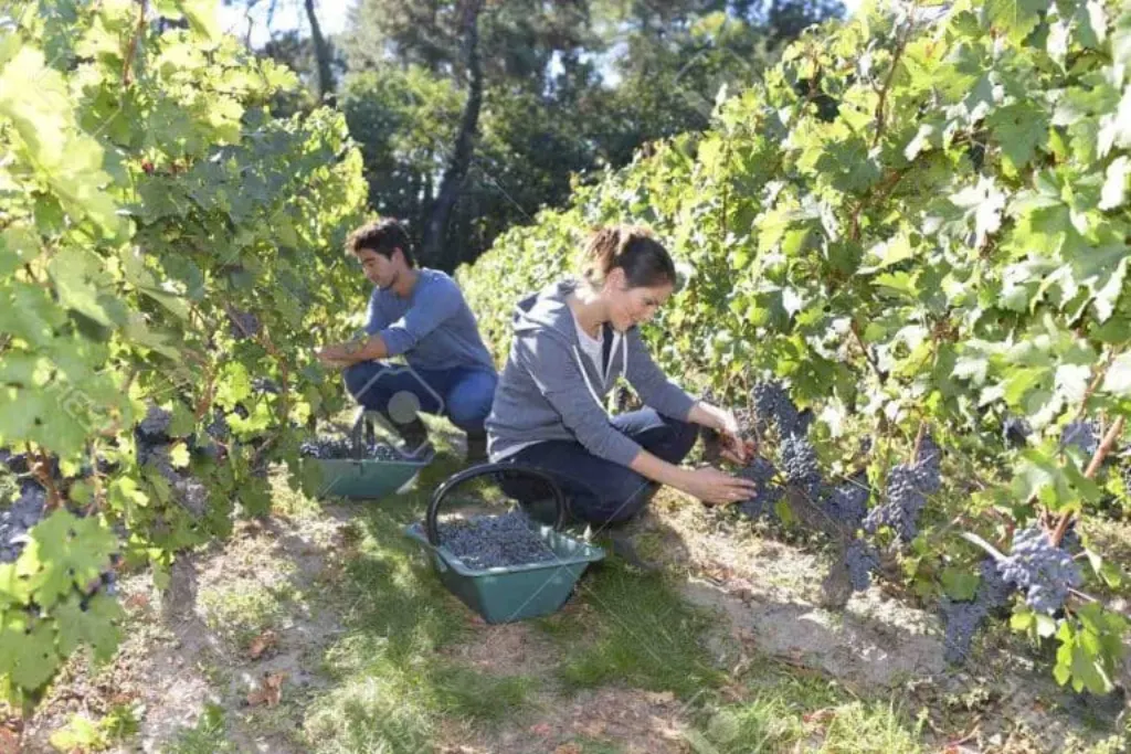 Quelle est la différence entre viticole et vinicole ?