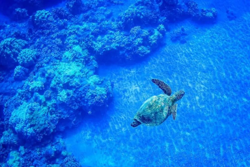 Quelle est la stratégie globale de Captain Tortue ?