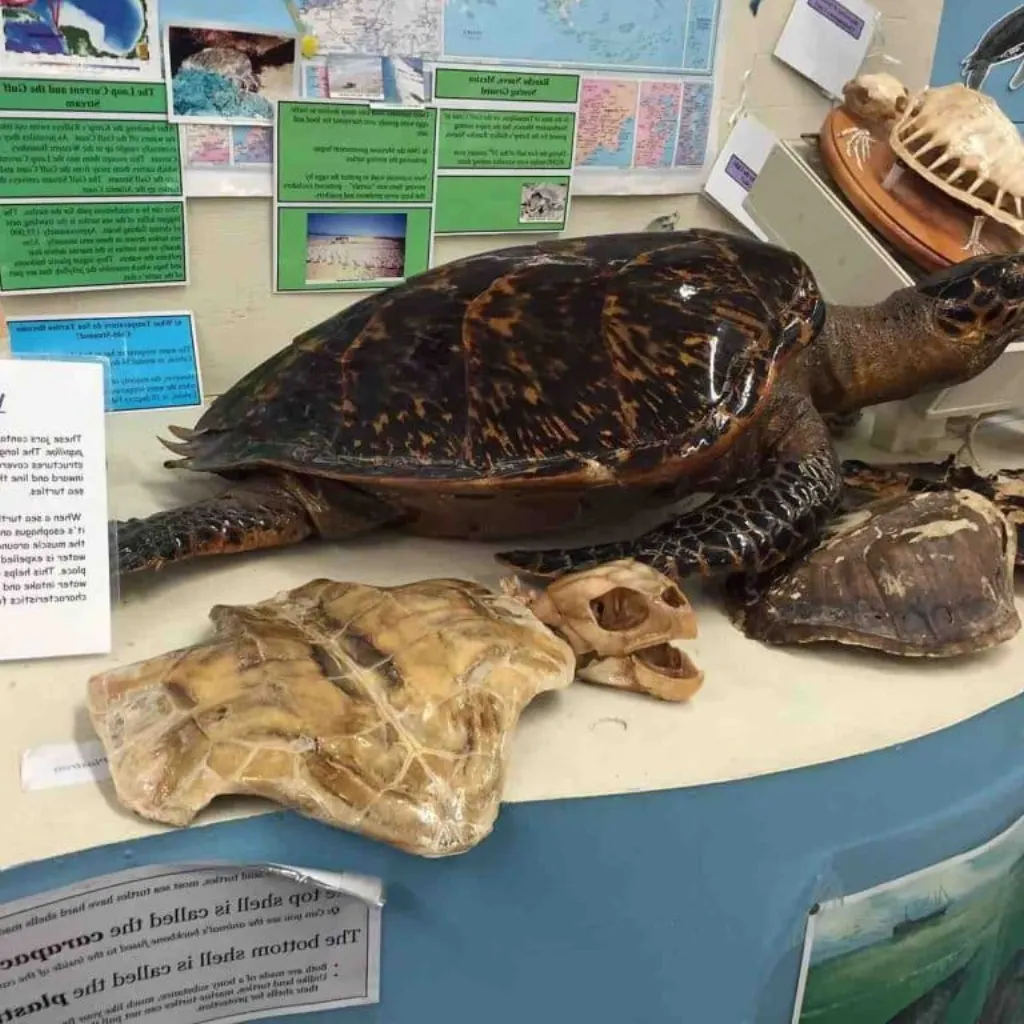 Quelle est la stratégie globale de Captain Tortue ?