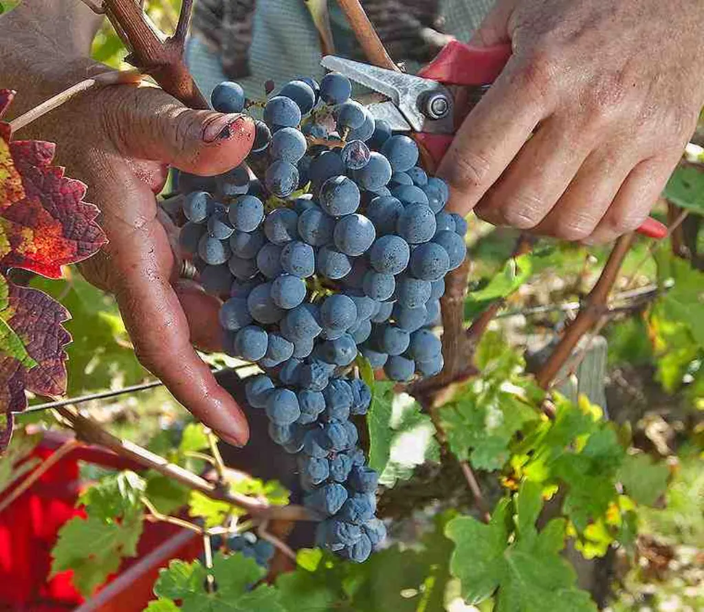 Quelles Etudes Faut-il faire pour être viticulteur ?
