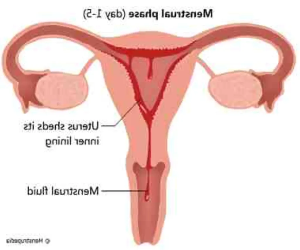 Qu'est-ce qu'un flux menstruel ?