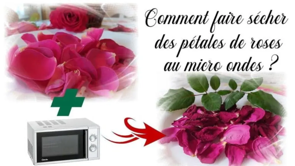 comment secher des petales de roses