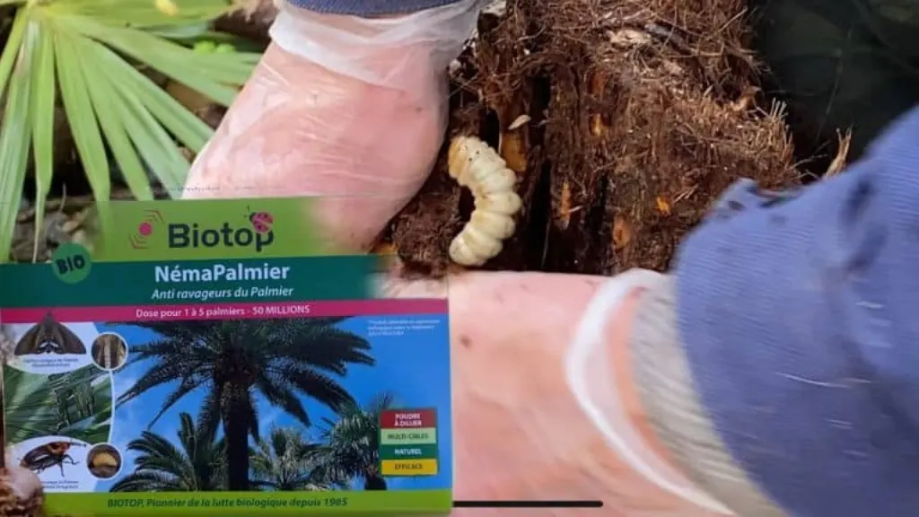 comment soigner un palmier malade et les maladies du palmier ito n’est pas agréable, surtout pour ceux qui les possèdent.