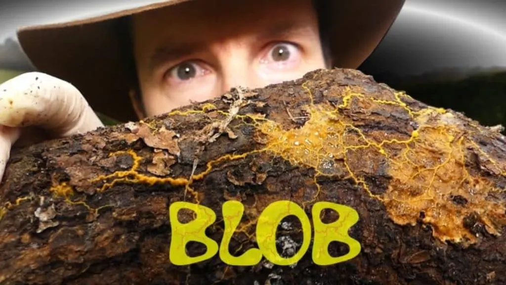 comment trouver un blob en forêt