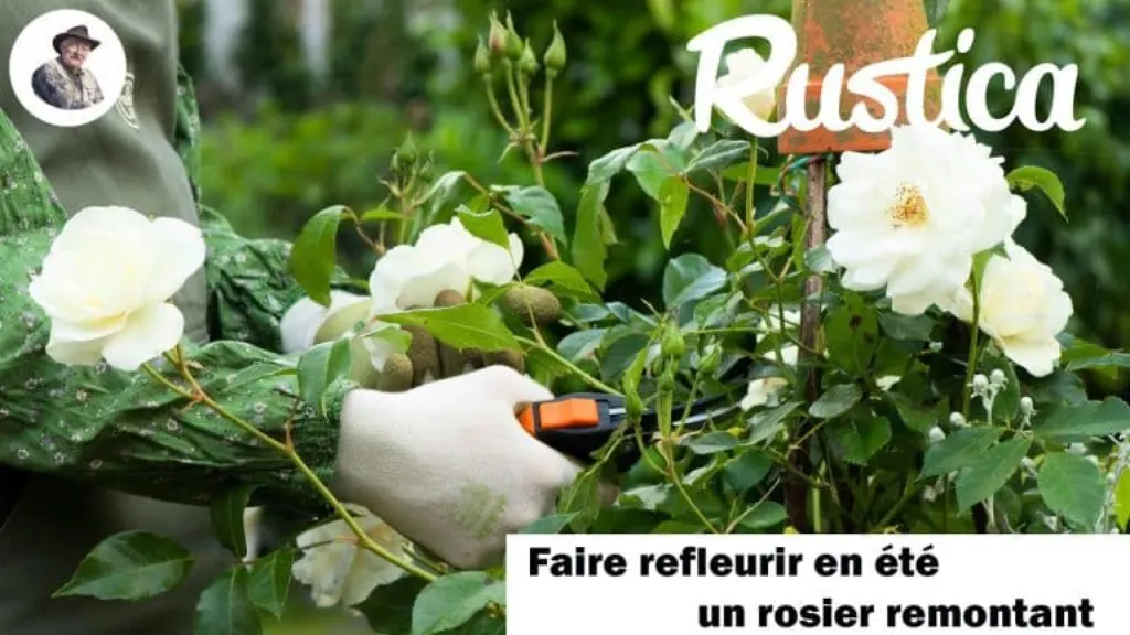 quand faut il tailler les rosiers, et comment le faire ? la taille d’un rosier est simple.