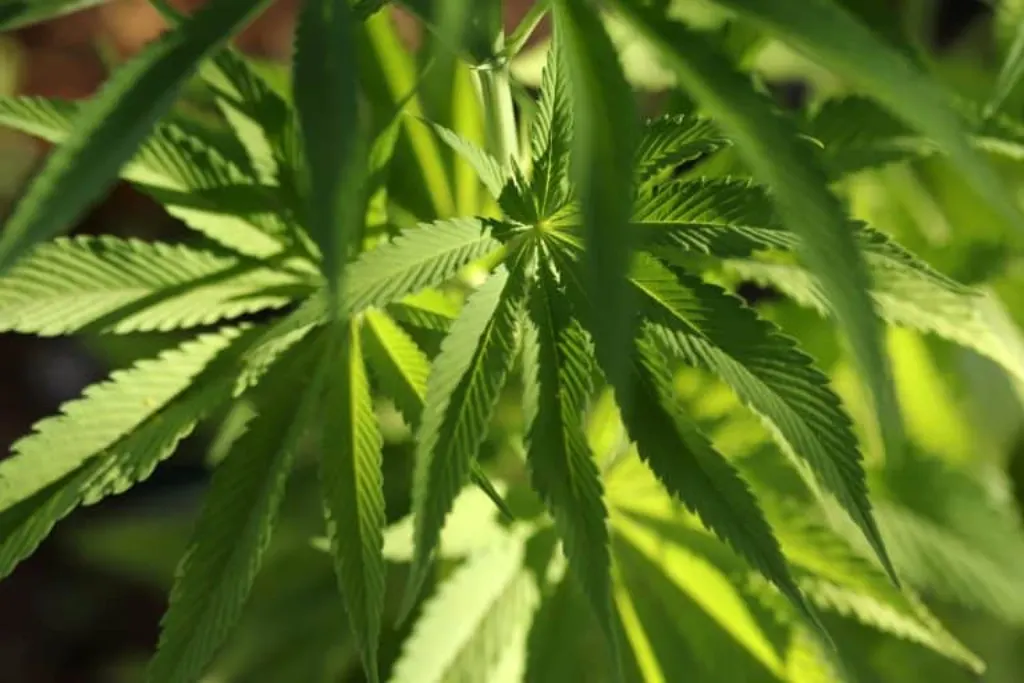 culture cannabis