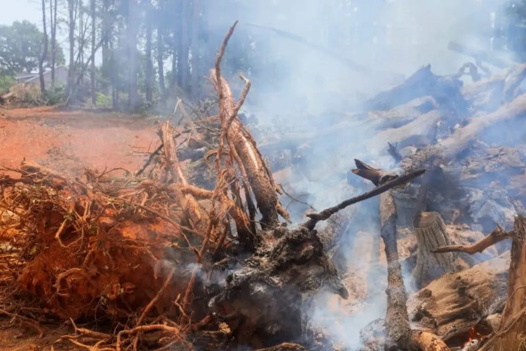 devore flammes