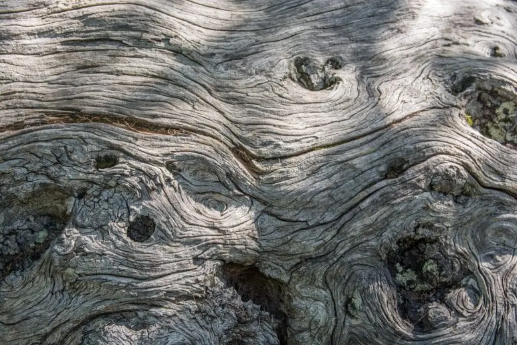 wood