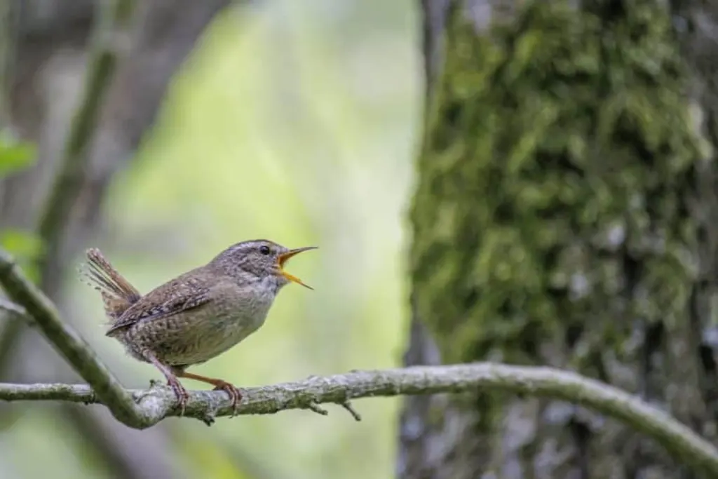 wren radic