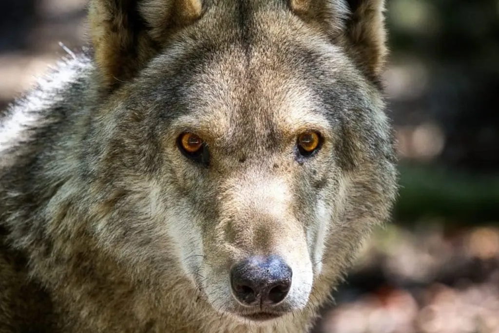 arctic wolf