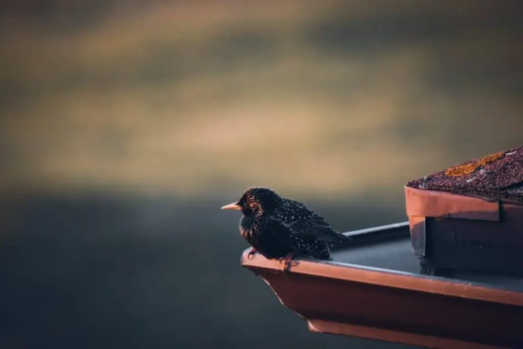 black bird