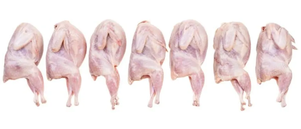 chair poule
