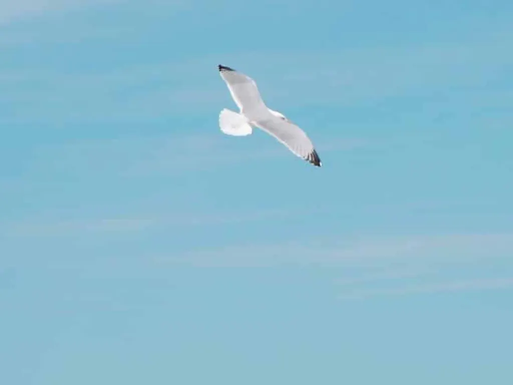 robux gratuits