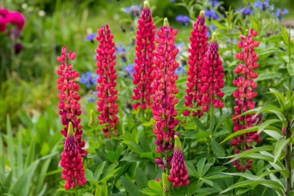 saison lupin