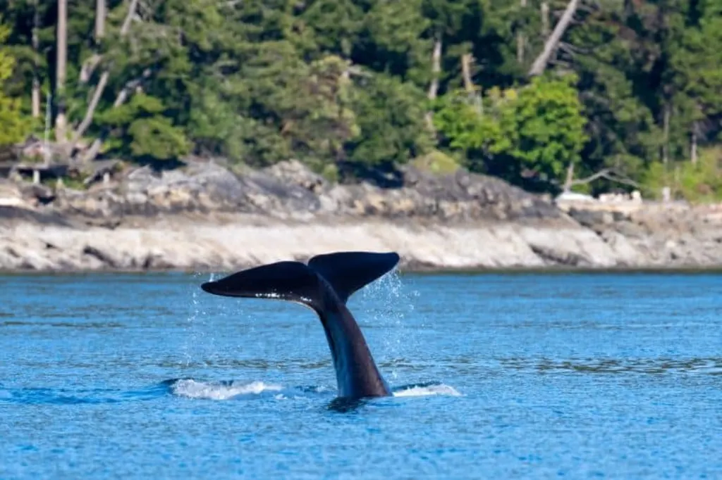 orca huntr