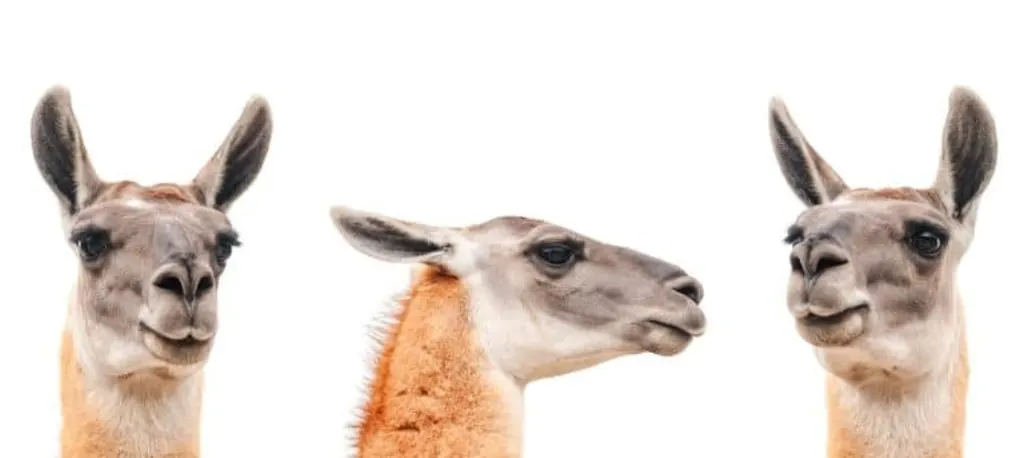 La méta confirme l’arrivée imminente de son Llama 3 LLM open source – Une révolution à ne pas manquer !
