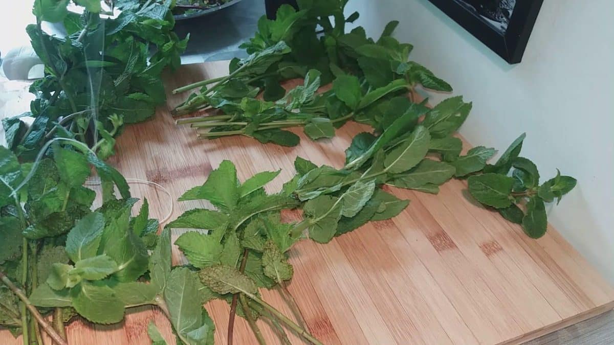 wie man Minze trocknet