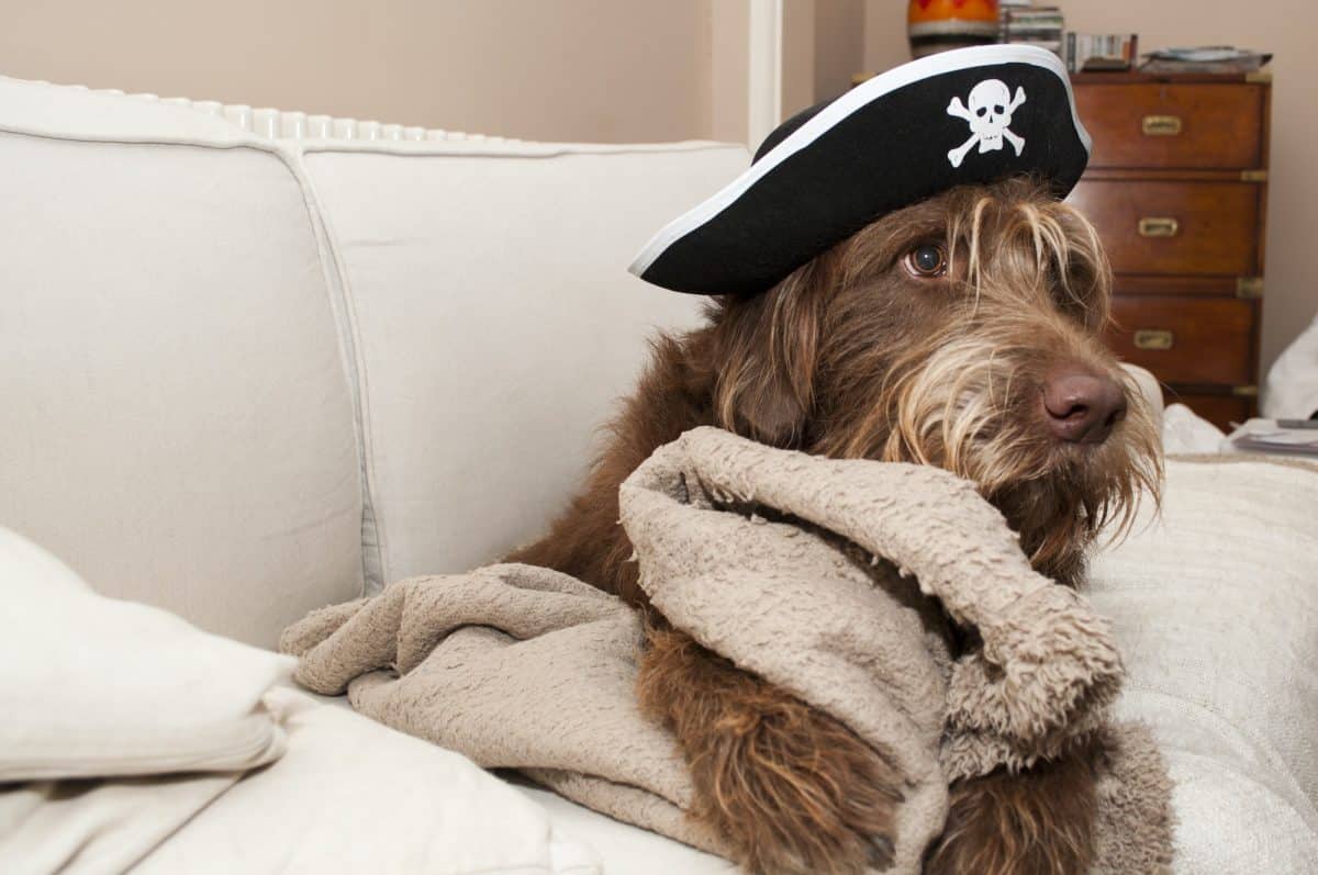 pirates